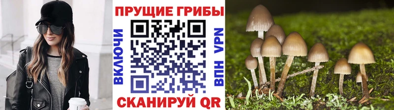 Галлюциногенные грибы Psilocybine cubensis  darknet формула  Николаевск 